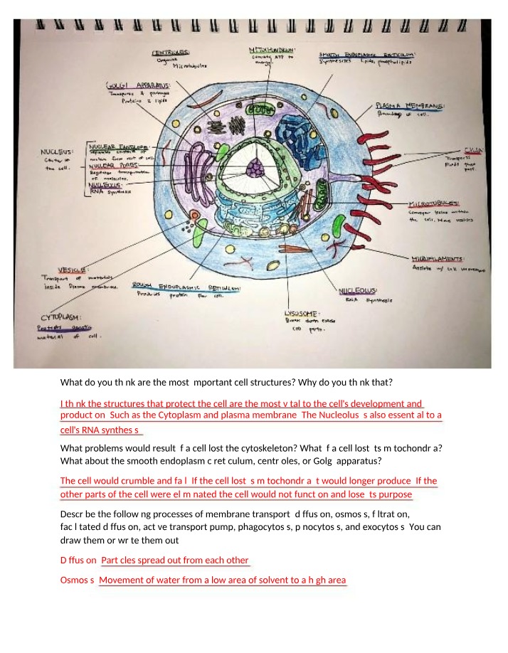 Drawing of a Cell