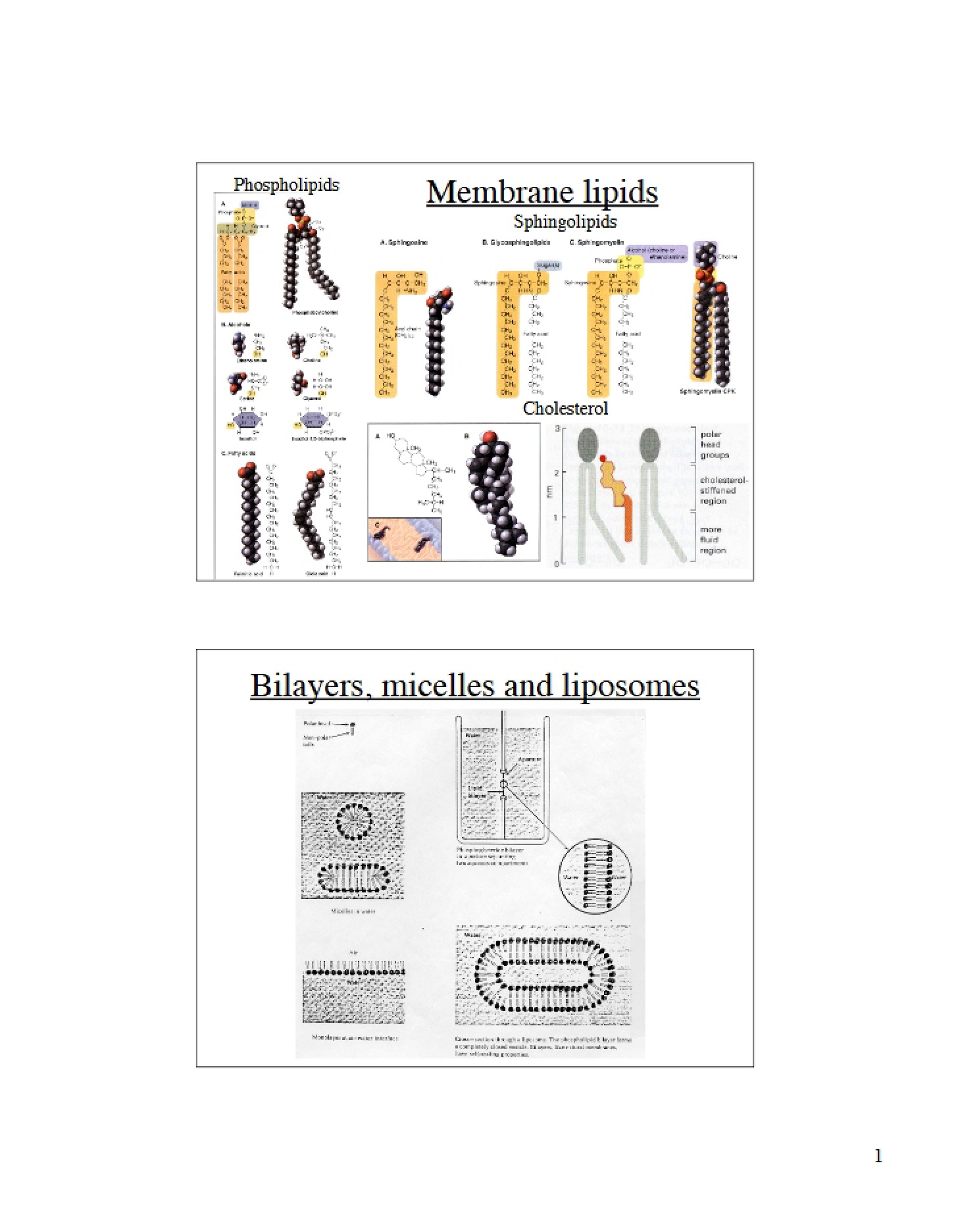 Proteins in Membranes