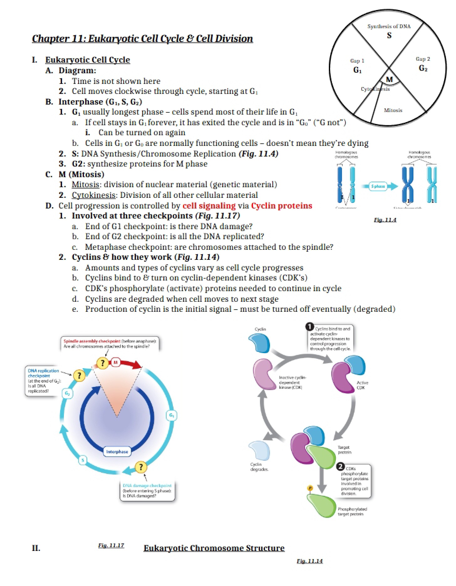 Cell Division and Eukaryotic Cycle - Ch 11