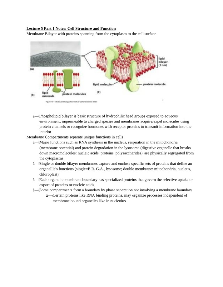 Cell Structure and Function - Membrane Bilayer