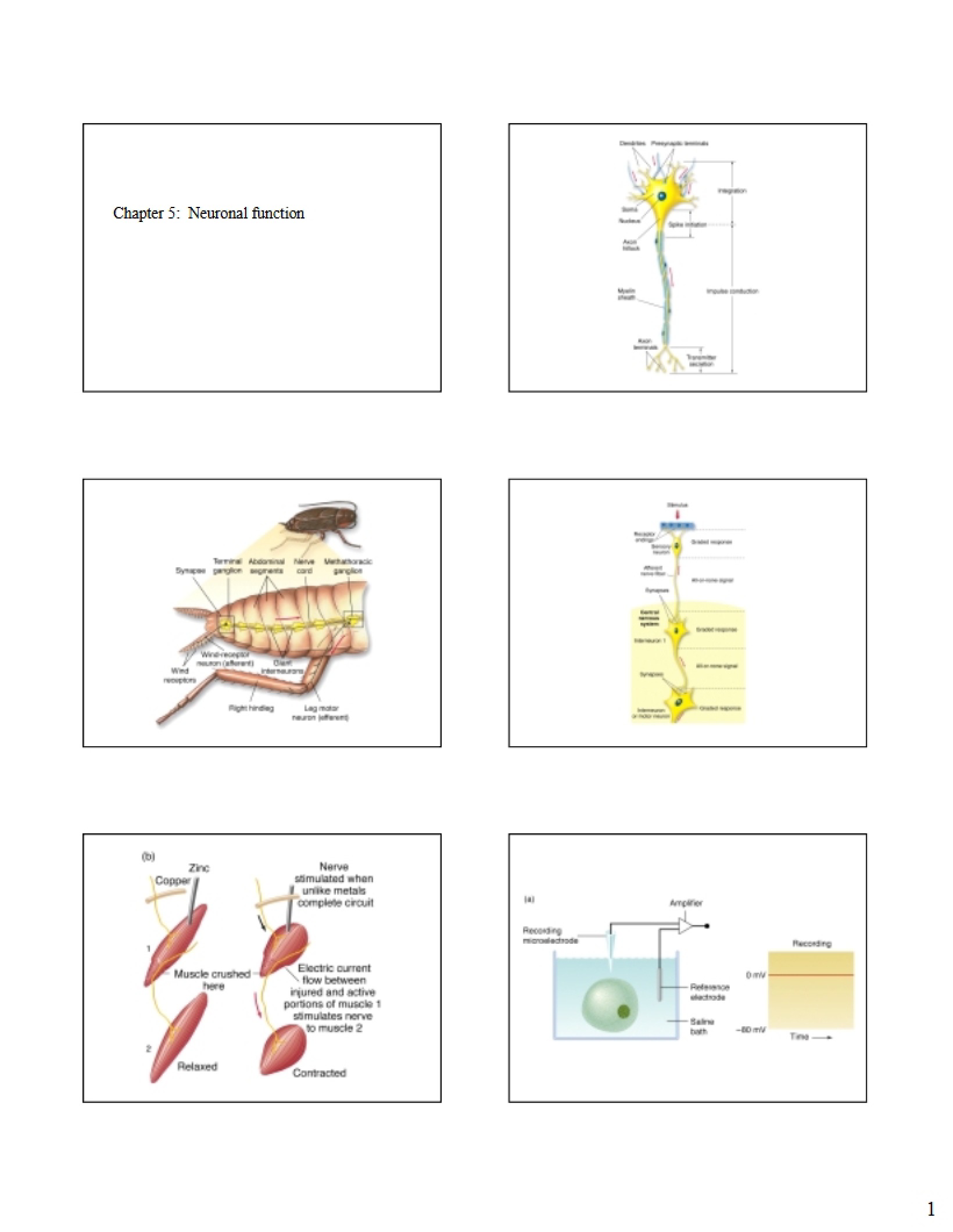 Function of Neurons (Chapter 5)