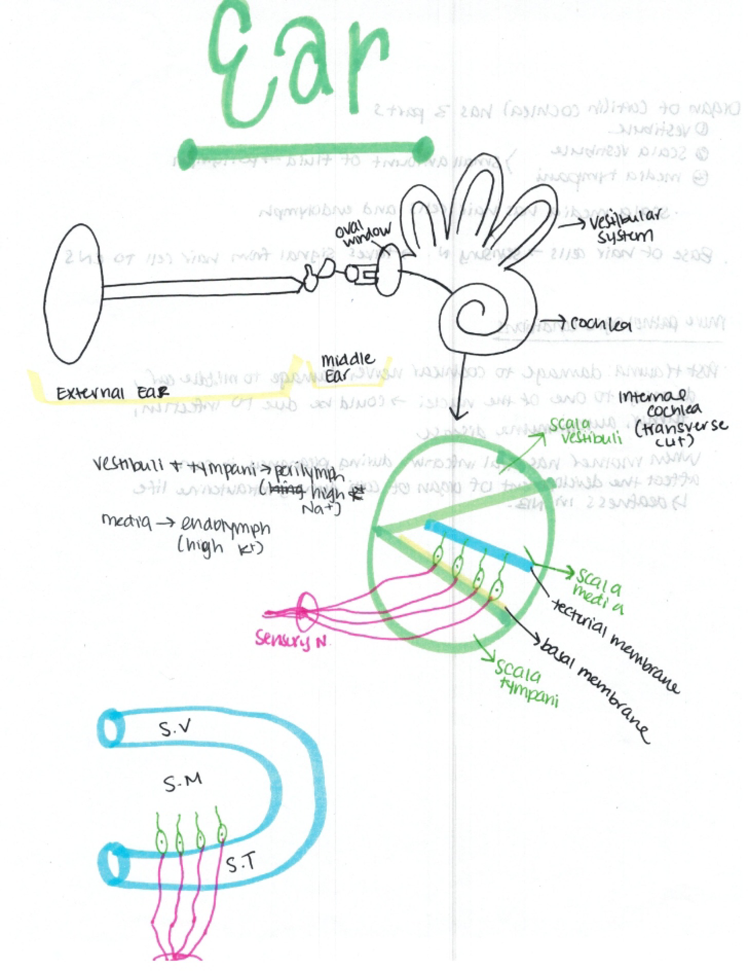 Anatomy of the Ear