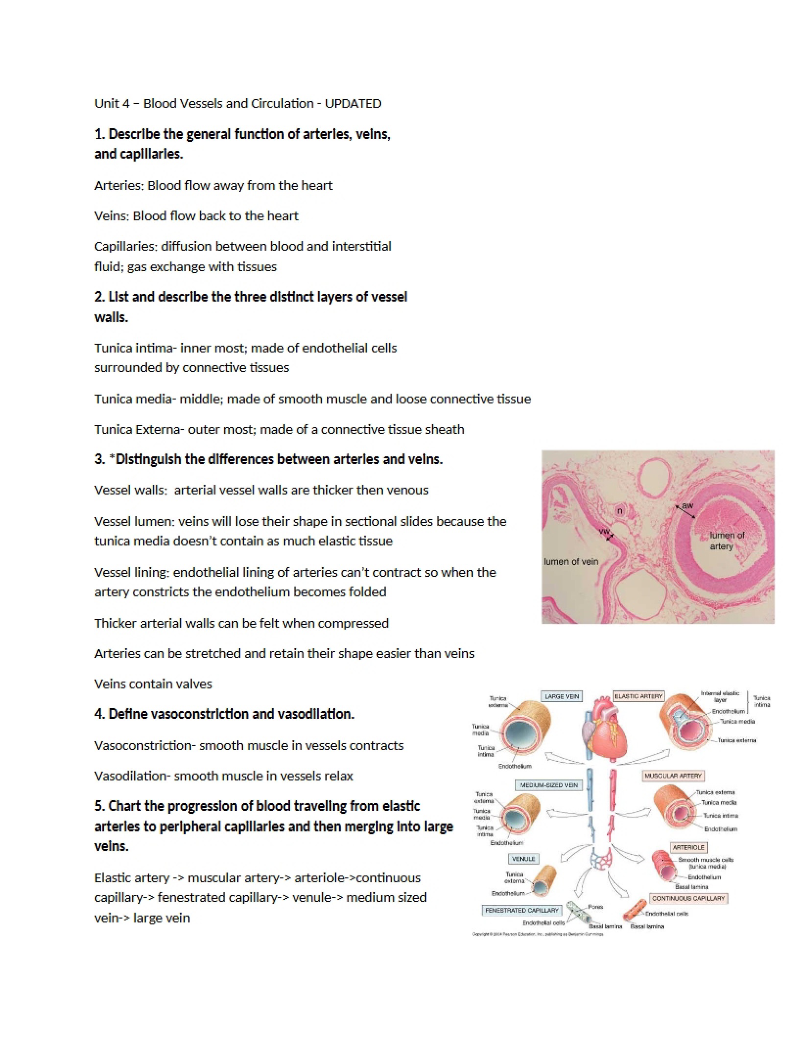 Circulation and Vessels (Unit 4)