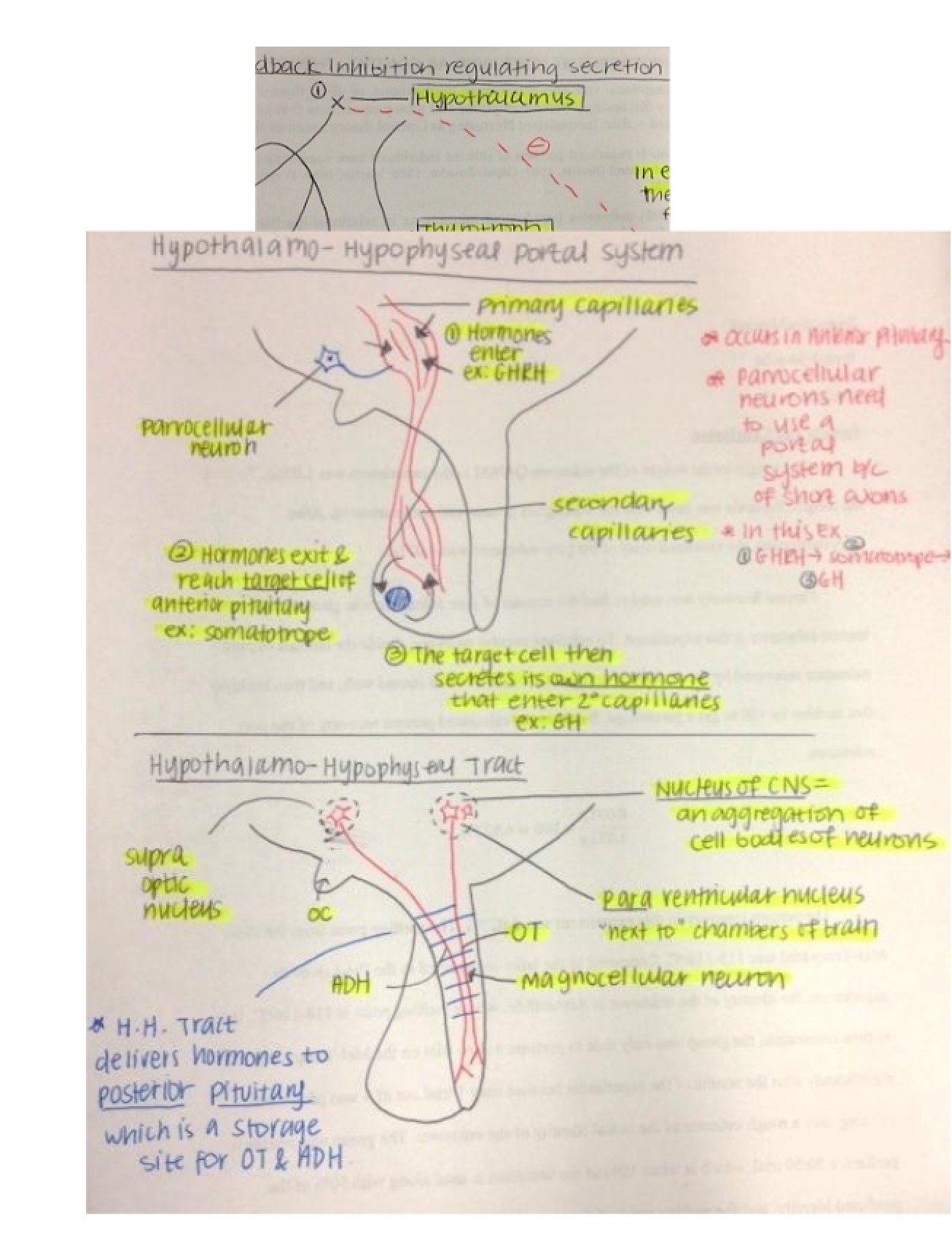 Hypophyseal Portal System