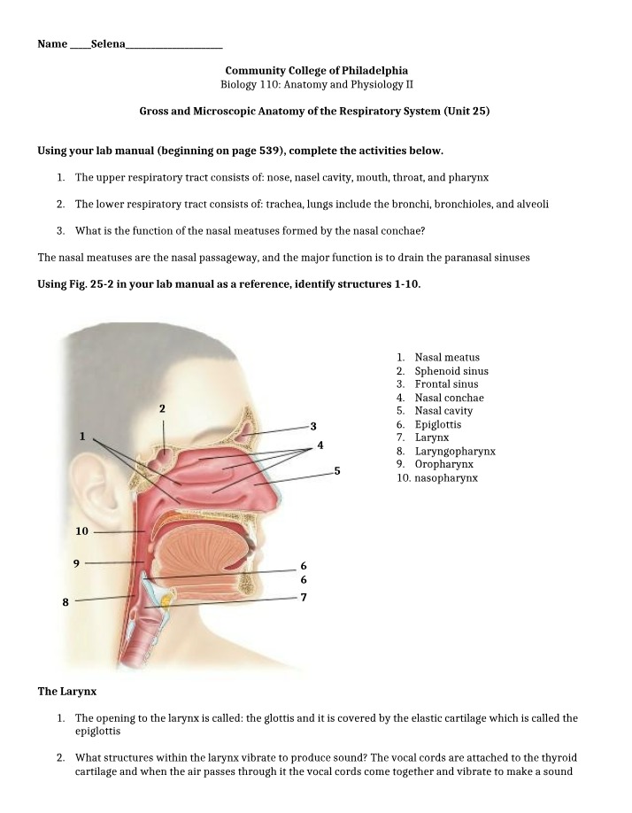 Respiratory System Anatomy - Gross and Microscopic