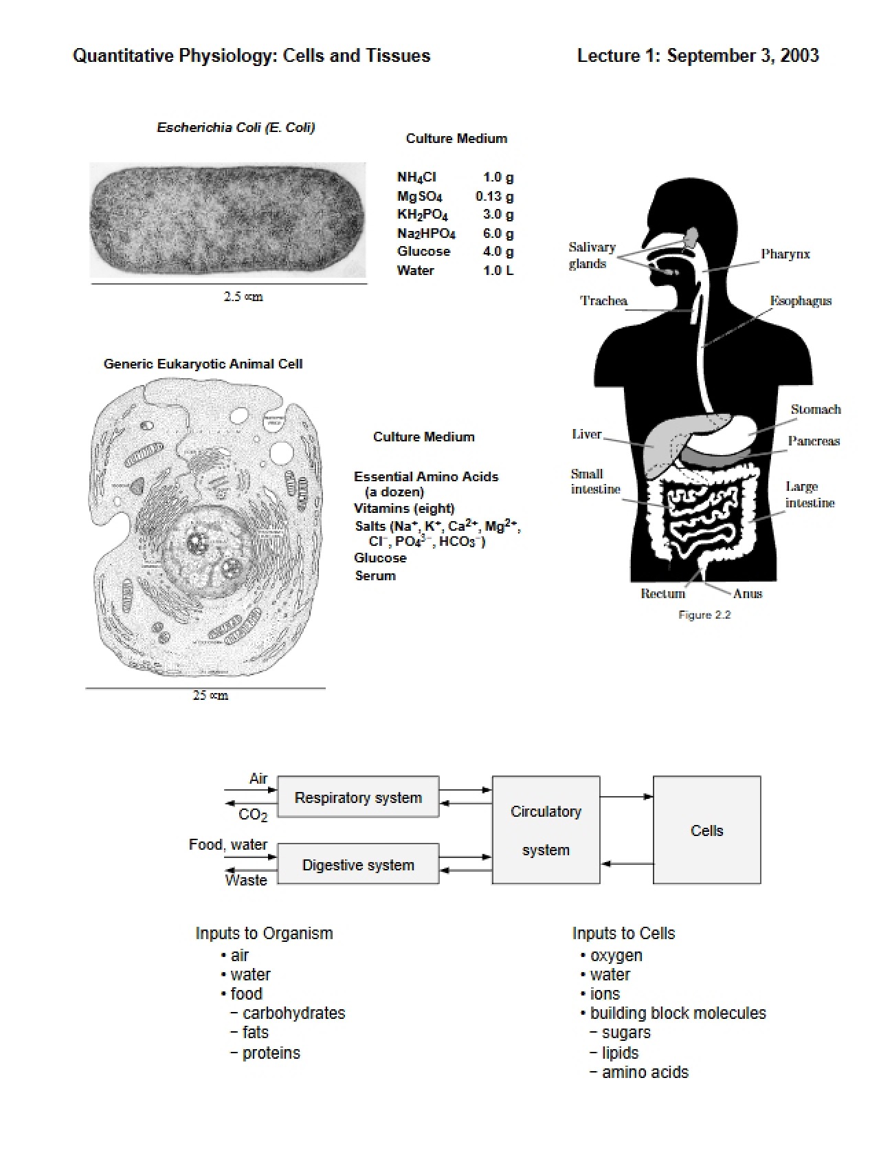 Quantitative Physiology Class Notes
