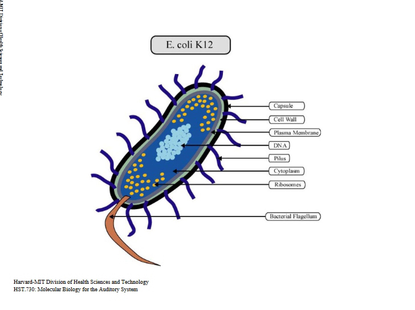 Recombinant DNA Methods E. coli K12 Improvements