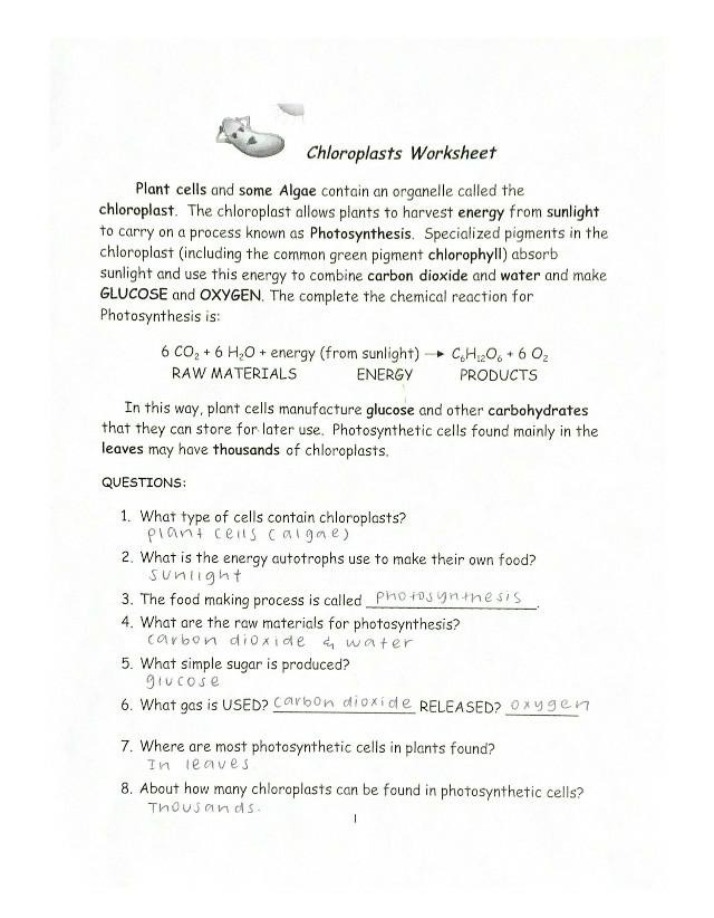 Worksheet on Chloroplasts