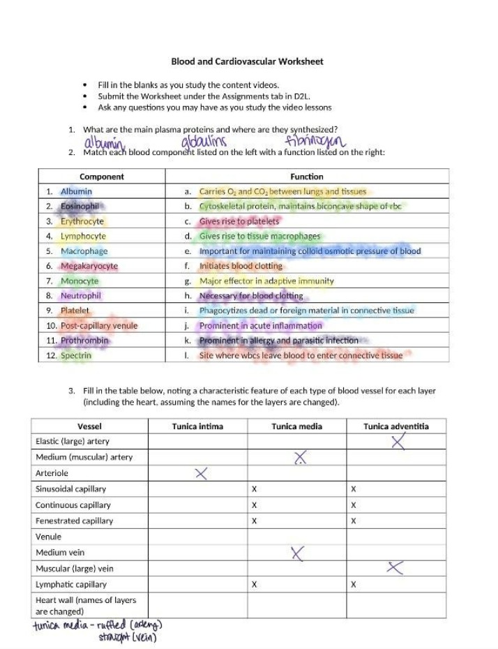 Blood and Cardiovascular System Worksheet