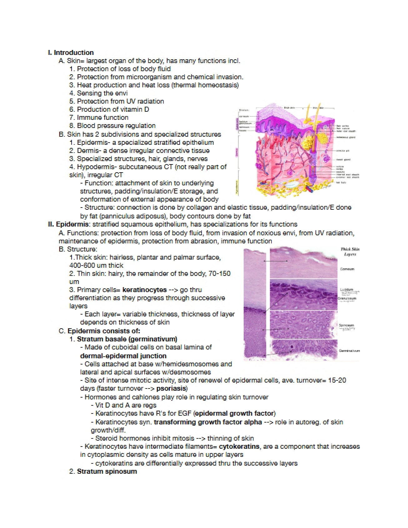 Review of Skin Lecture