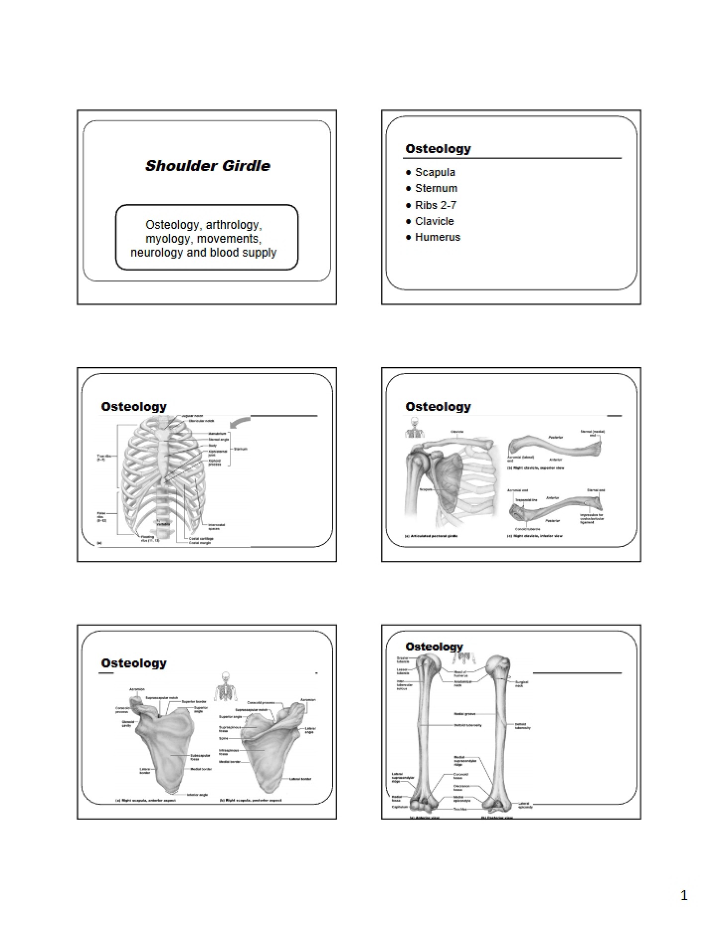 Girdle of the Shoulder
