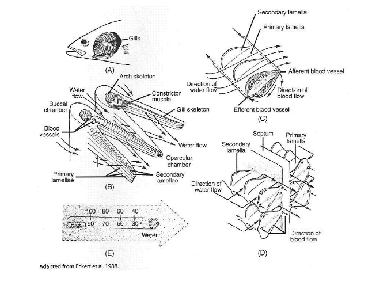 Fish Respiration