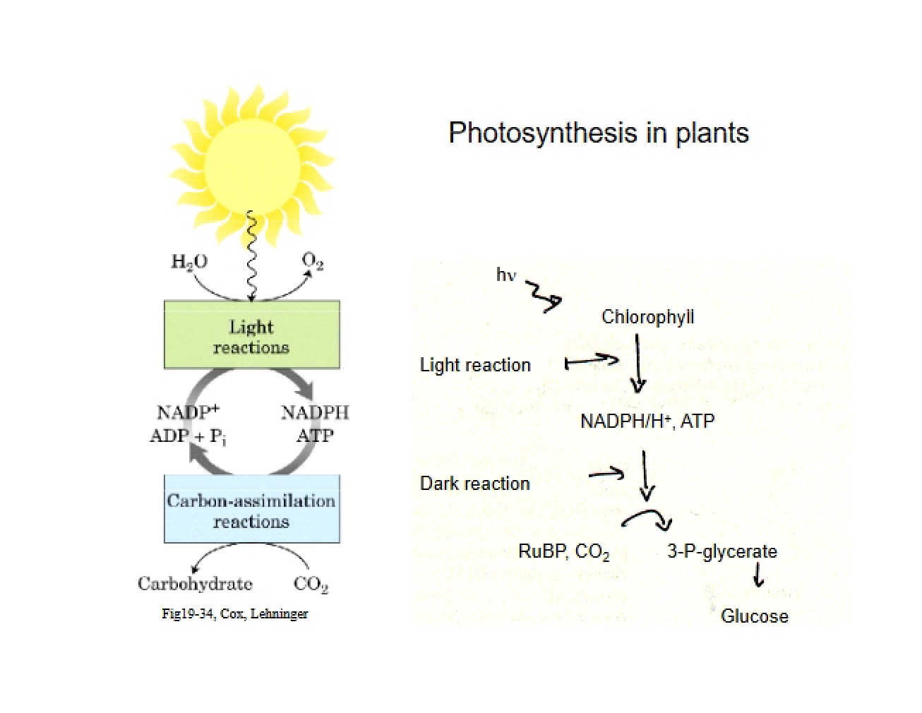 Metabolic Biochemistry Lecture Materials