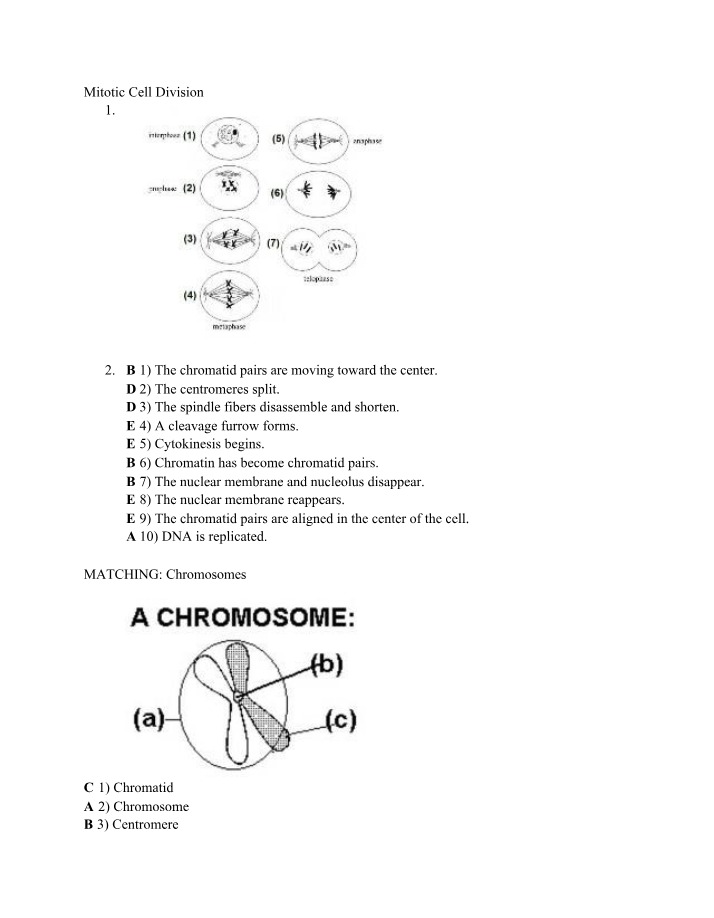 Cell Division - Mitosis