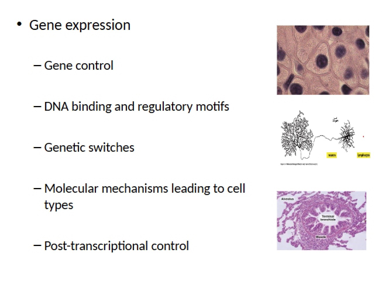 Gene Expression Chapter Seven