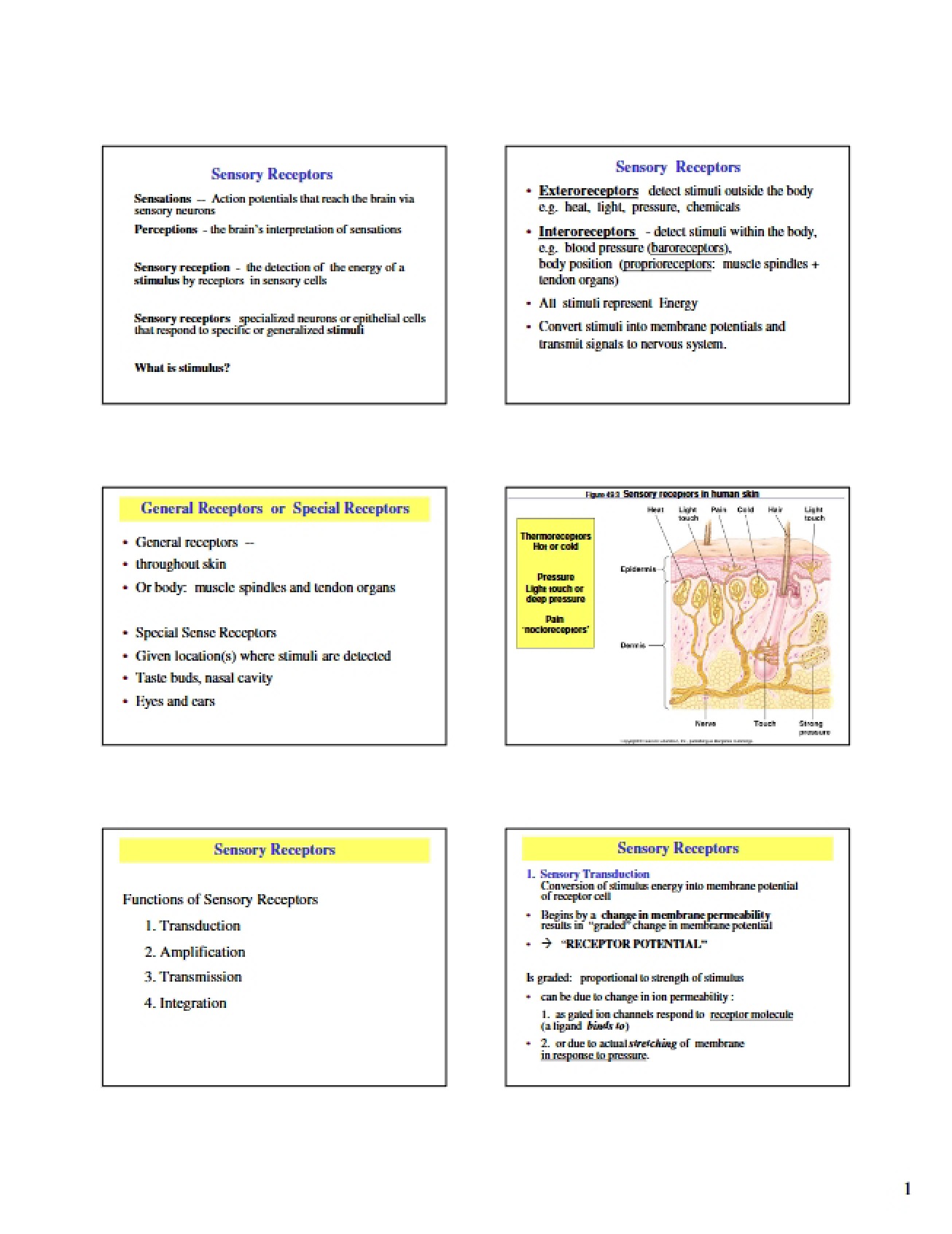 Receptors of the Sensory System