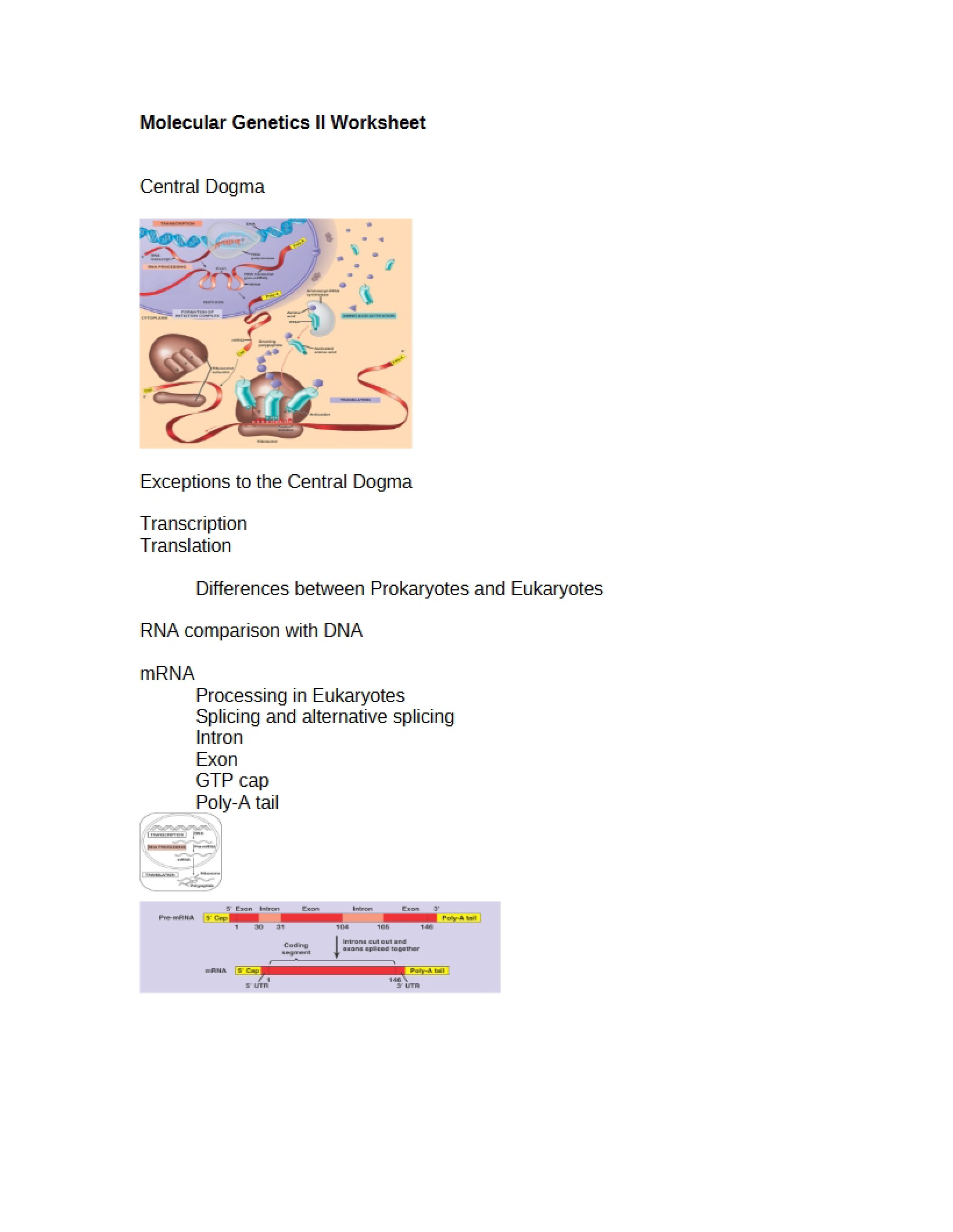 Worksheet Molecular Genetics II