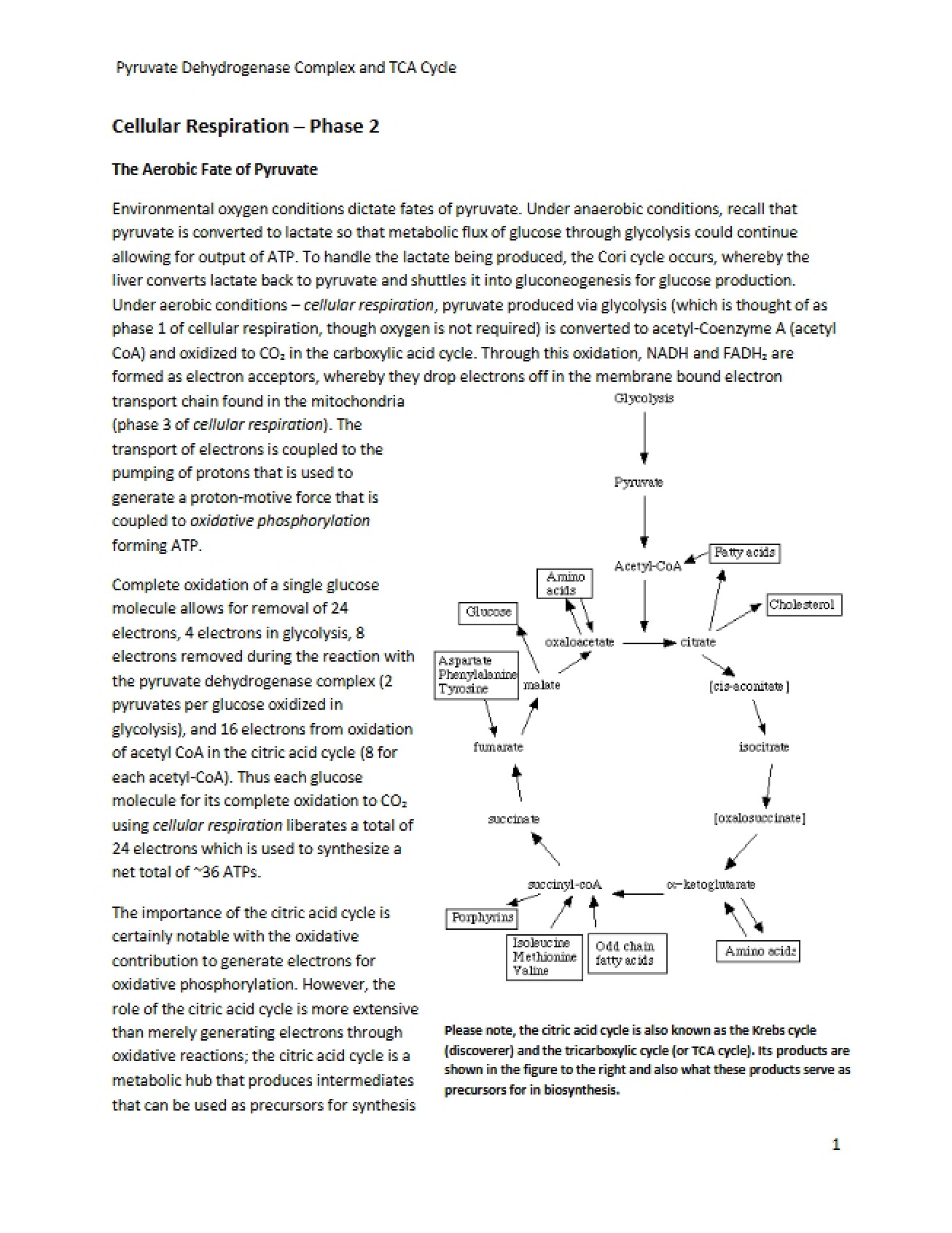 Overview of the PDHC and TCA Cycle