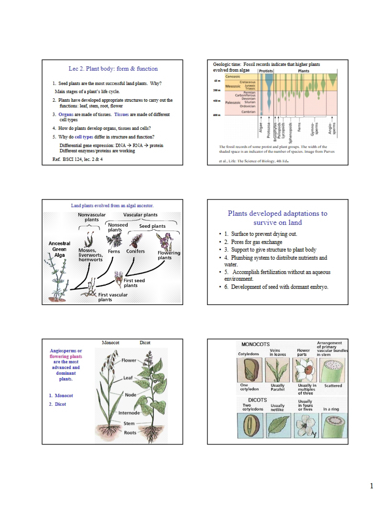 Form and Function of the Plant Body (Lecture 2)