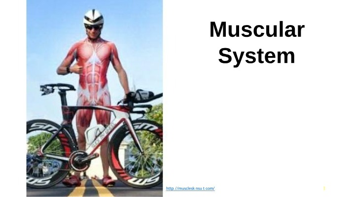 Muscle Functions and Types
