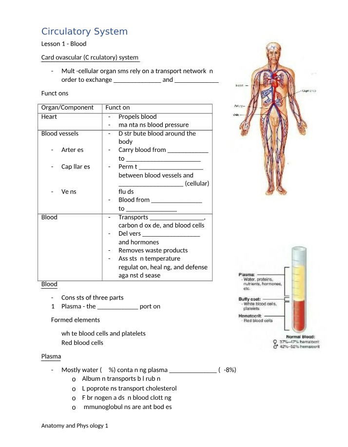 BIO12 - Circulatory System