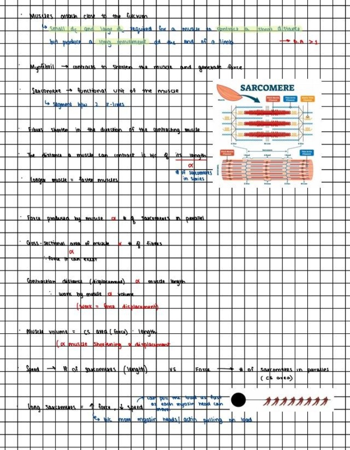 Notes on Muscles