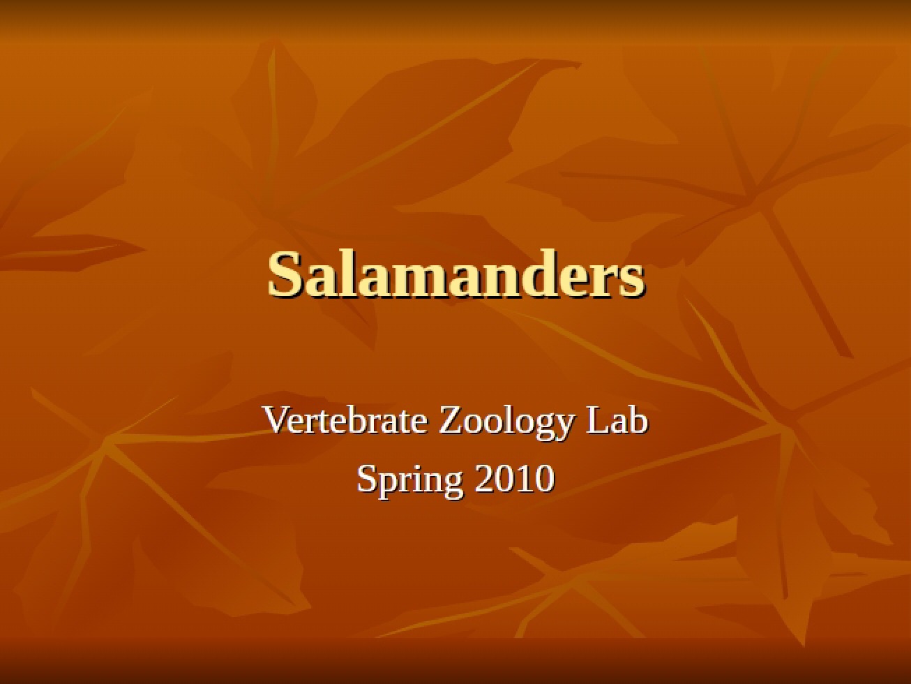 Salamanders Lab