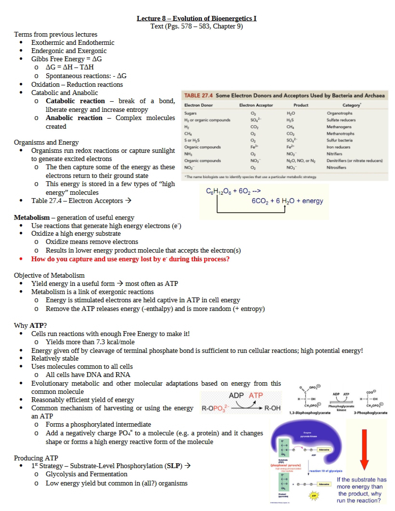Bioenergetics Evolution I (Lecture 8)