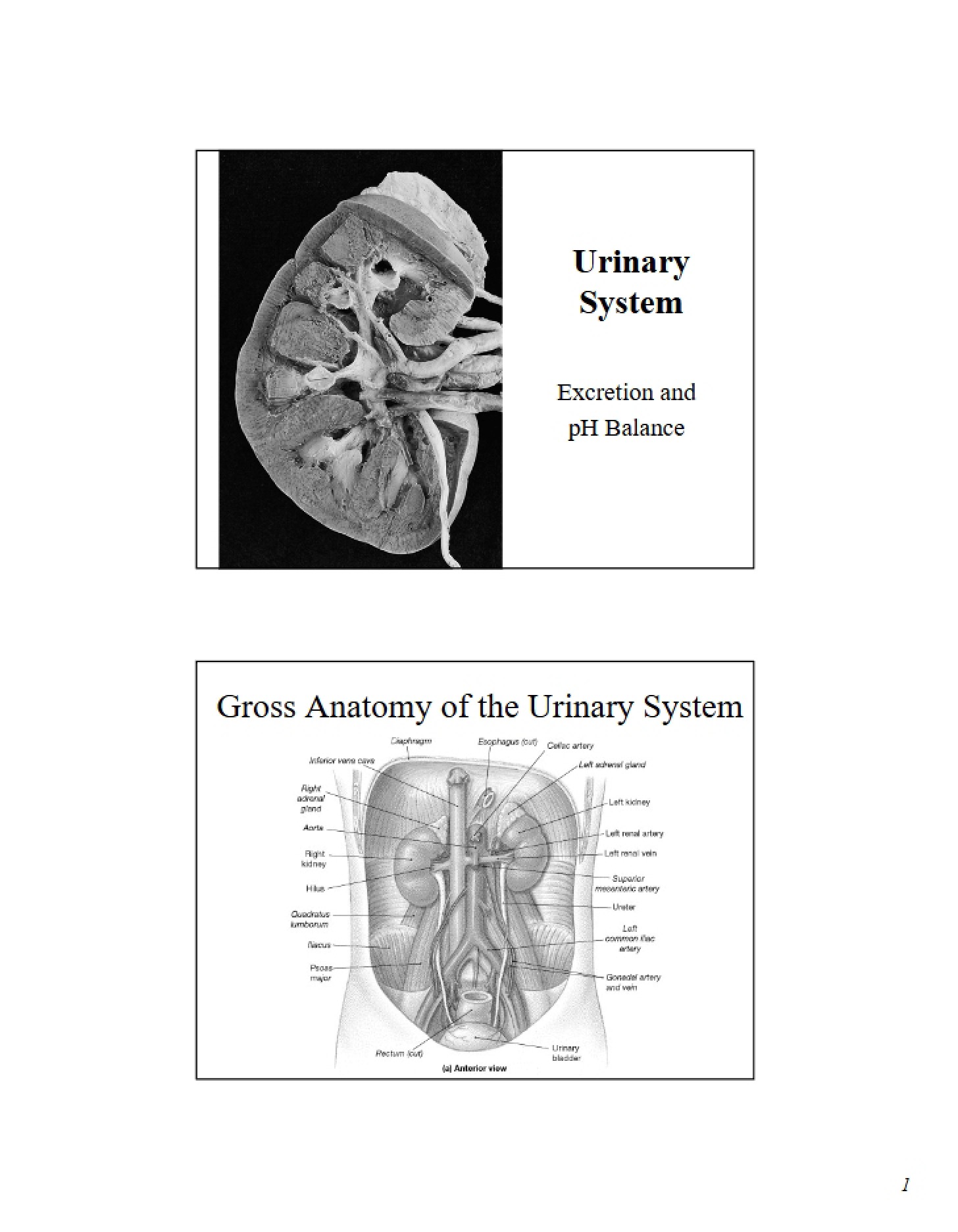 Urinary System Anatomy