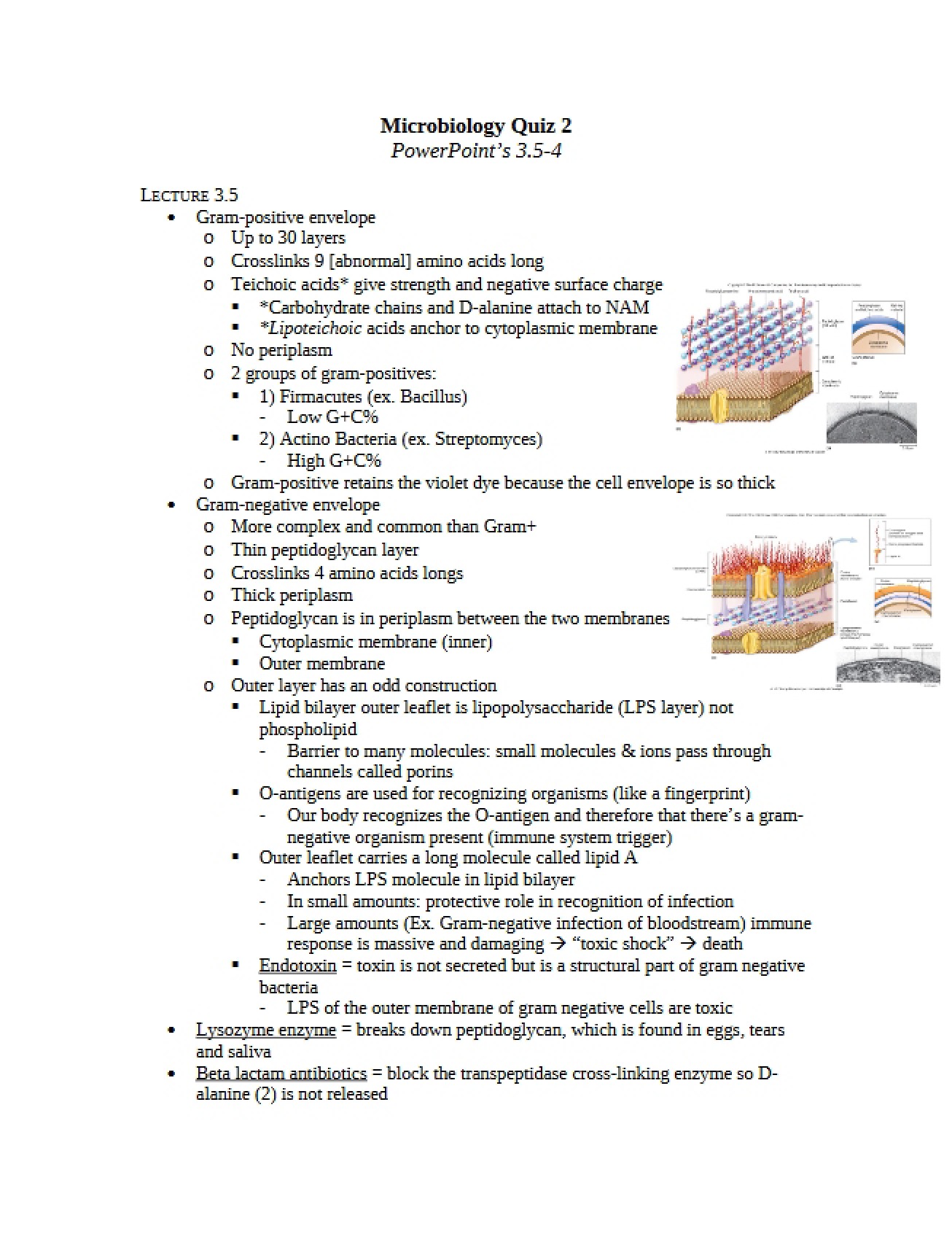 Microbiology Quiz Two
