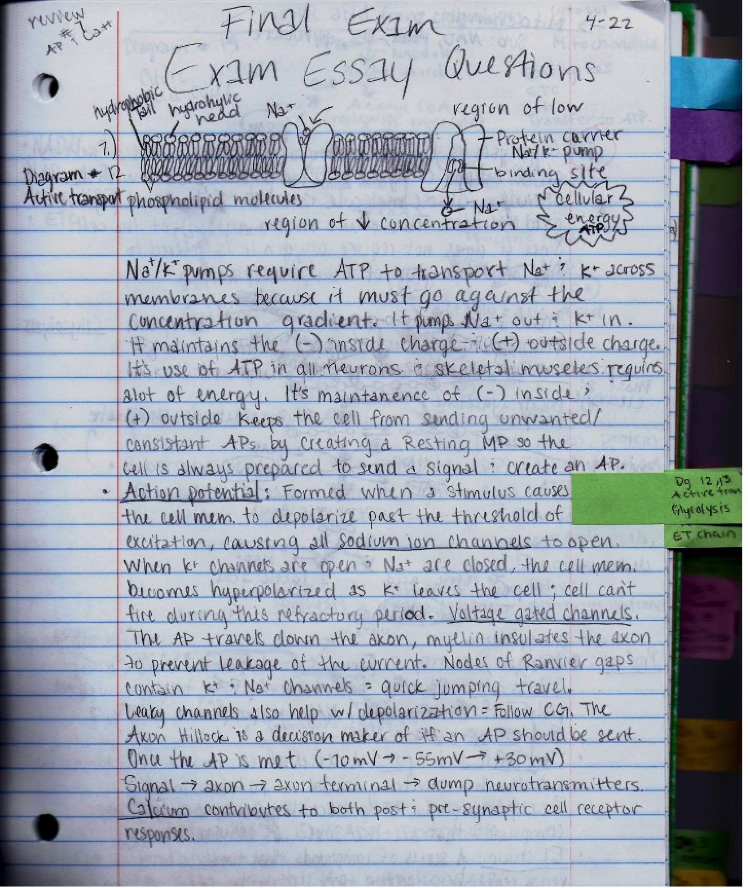 Pathophysiology of the Brain