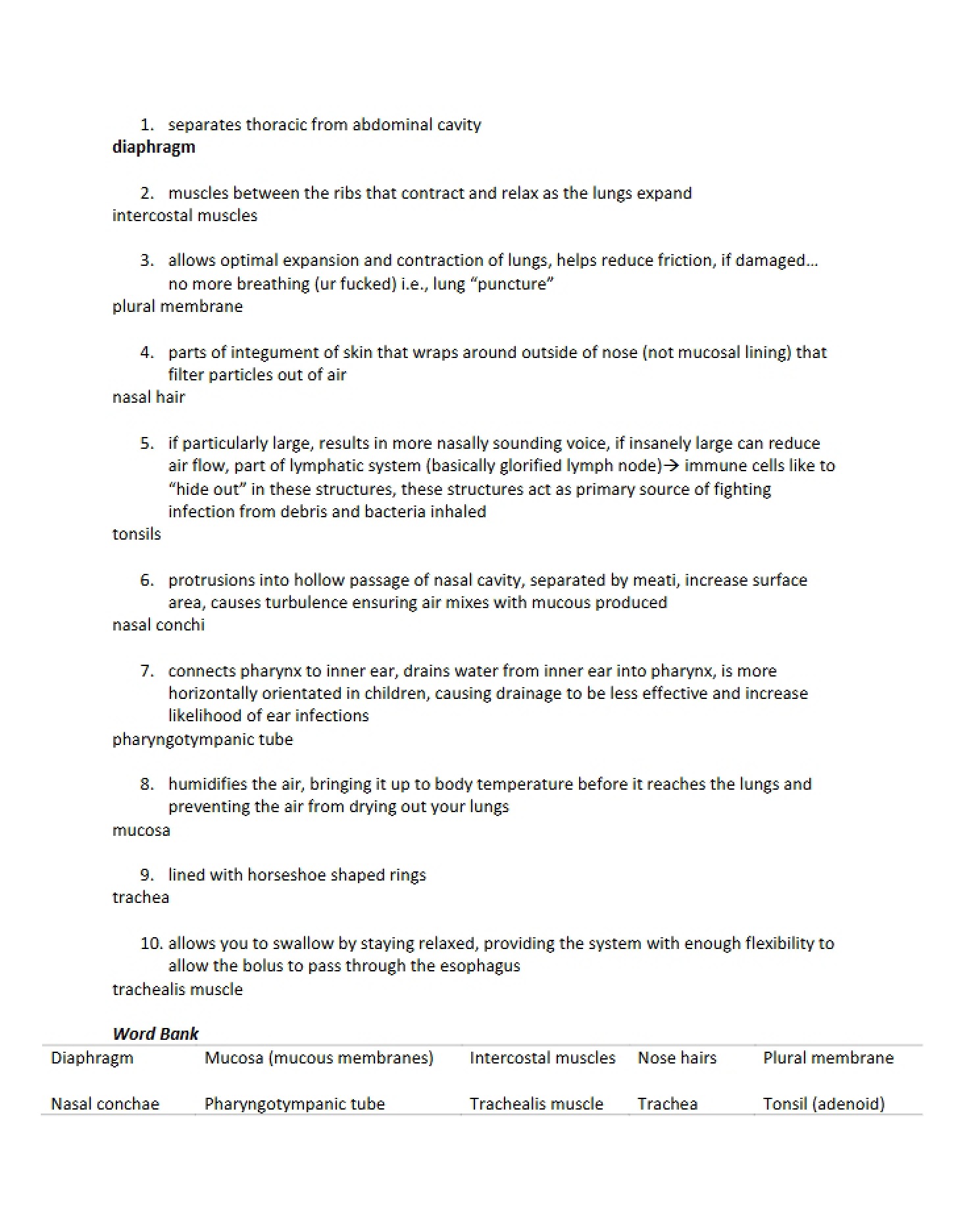 Answers for Respiratory Anatomy Worksheet