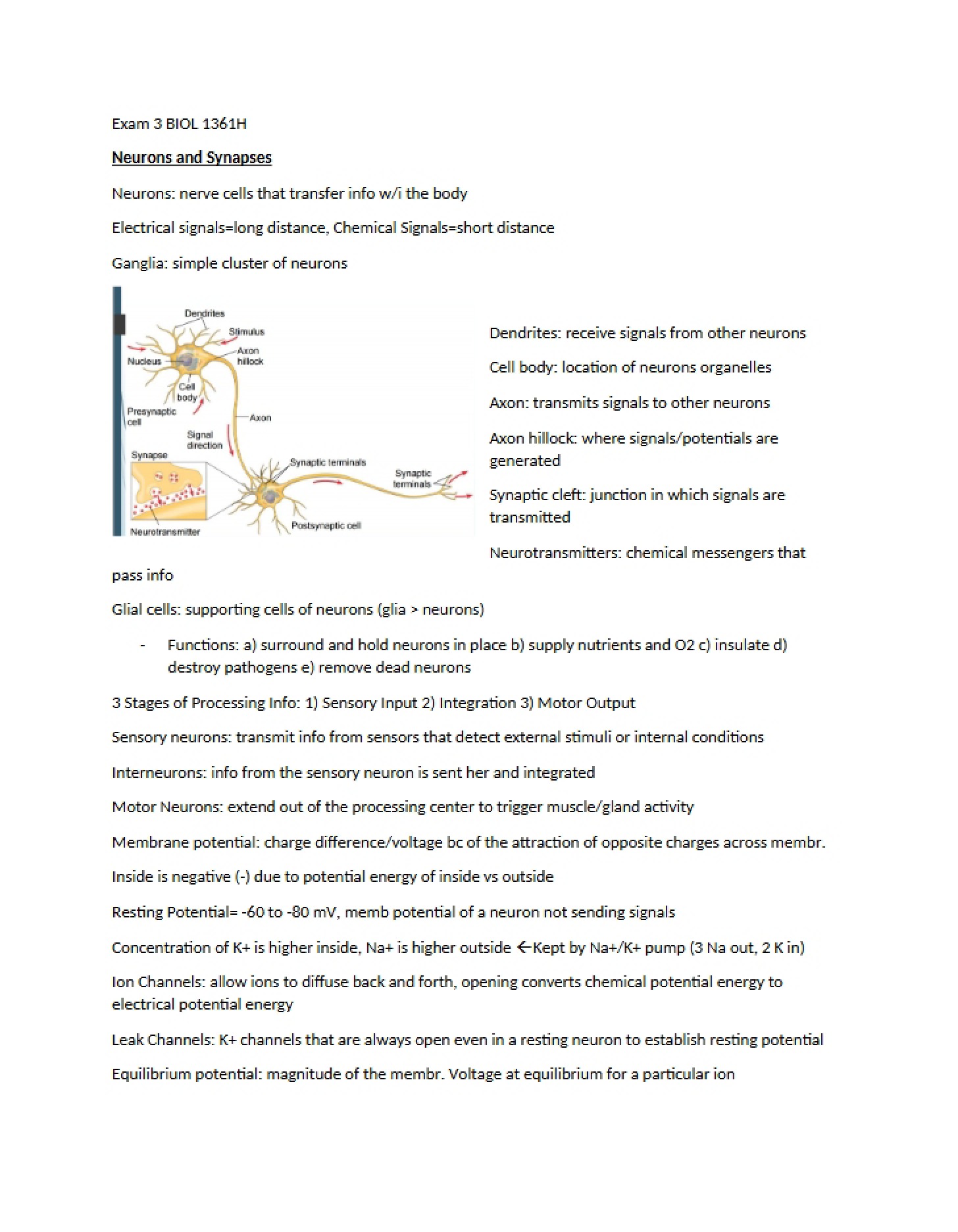 Synapses and Neurons