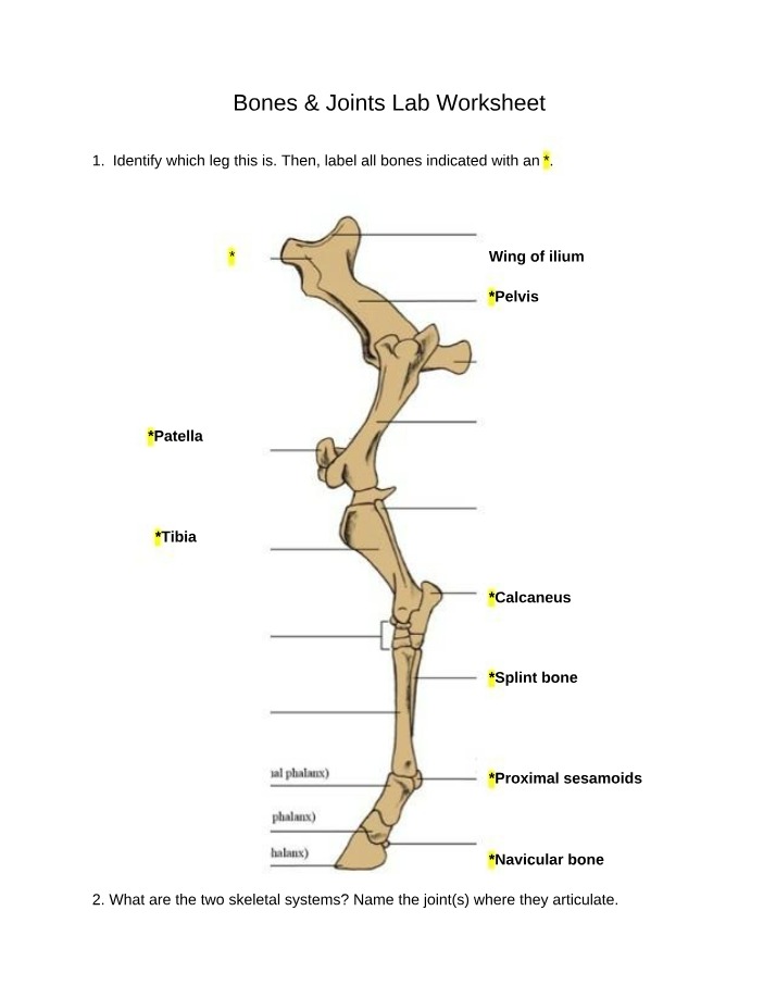Worksheet for Bones & Joints Lab