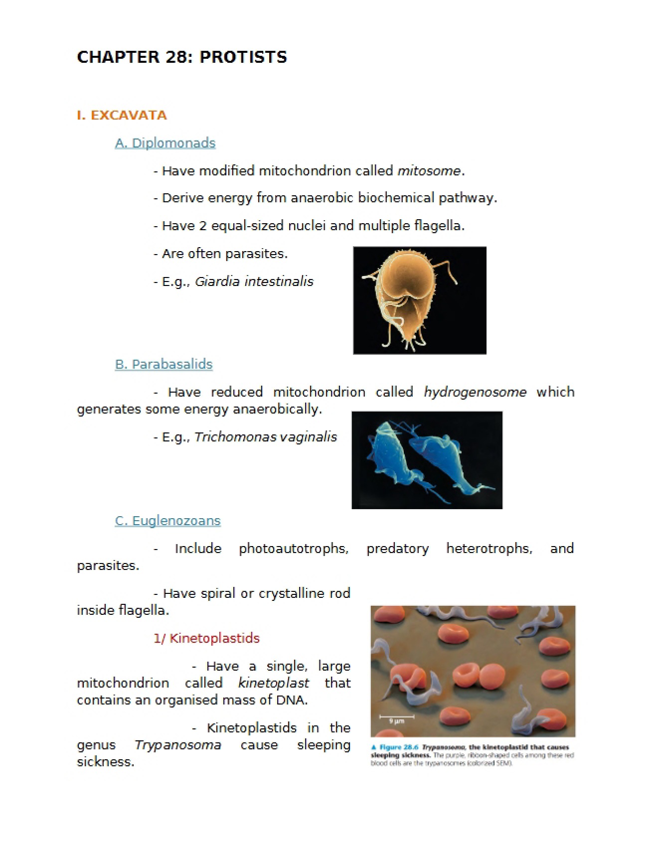 Protists Chapter 28