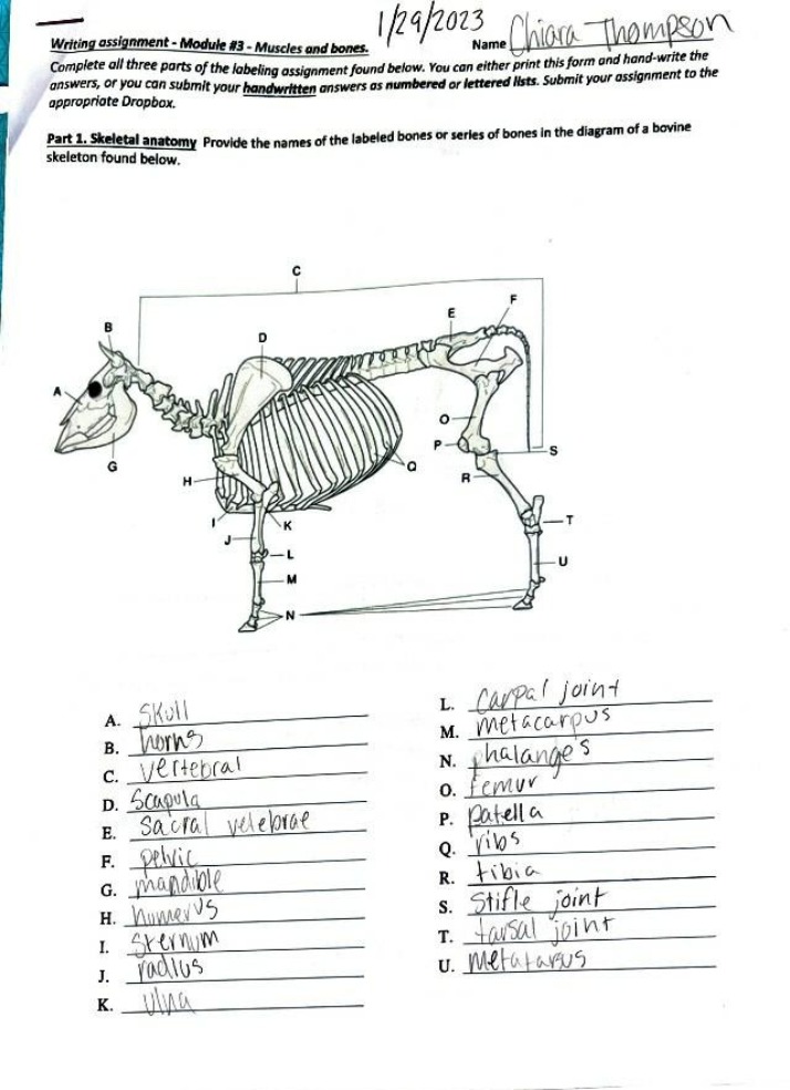 Anatomy Assignment - Labeling Skeletal Structures