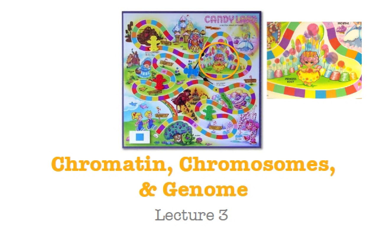 Chromosomal DNA