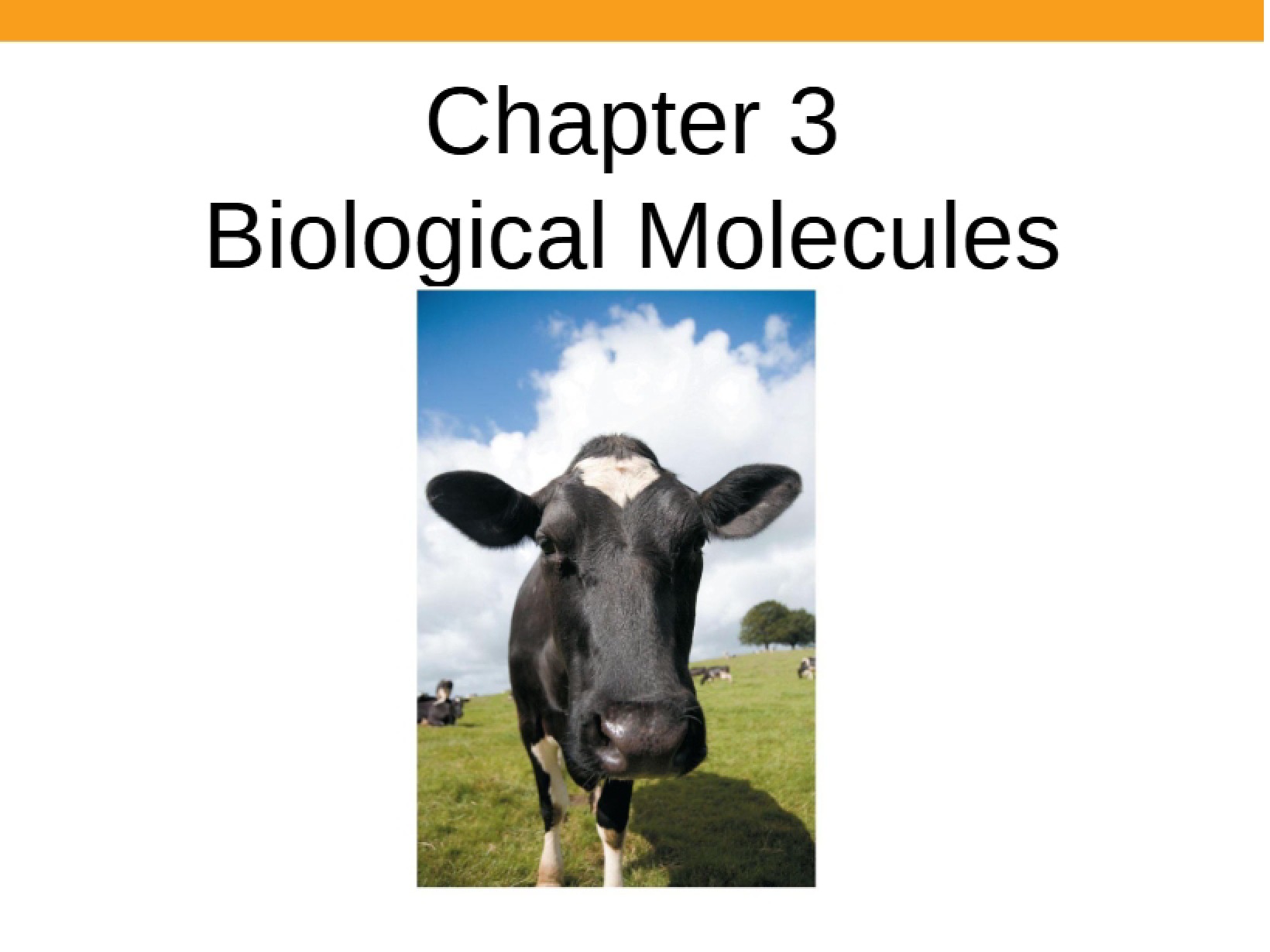 Biological Molecules (Chapter 3)