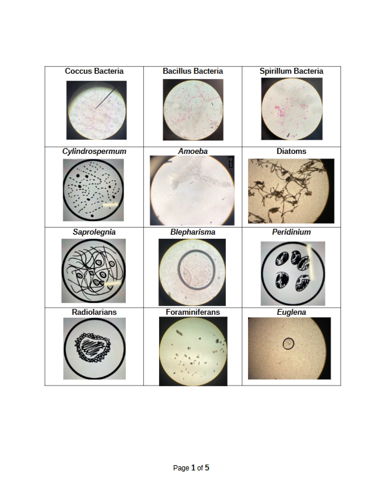 Lab Assignment for Introductory Biology II