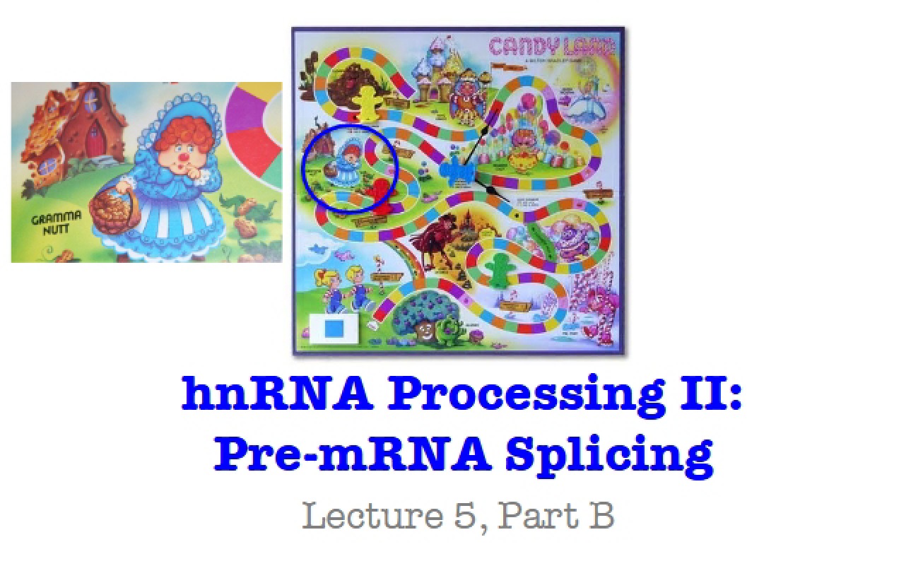 Pre-mRNA Splicing
