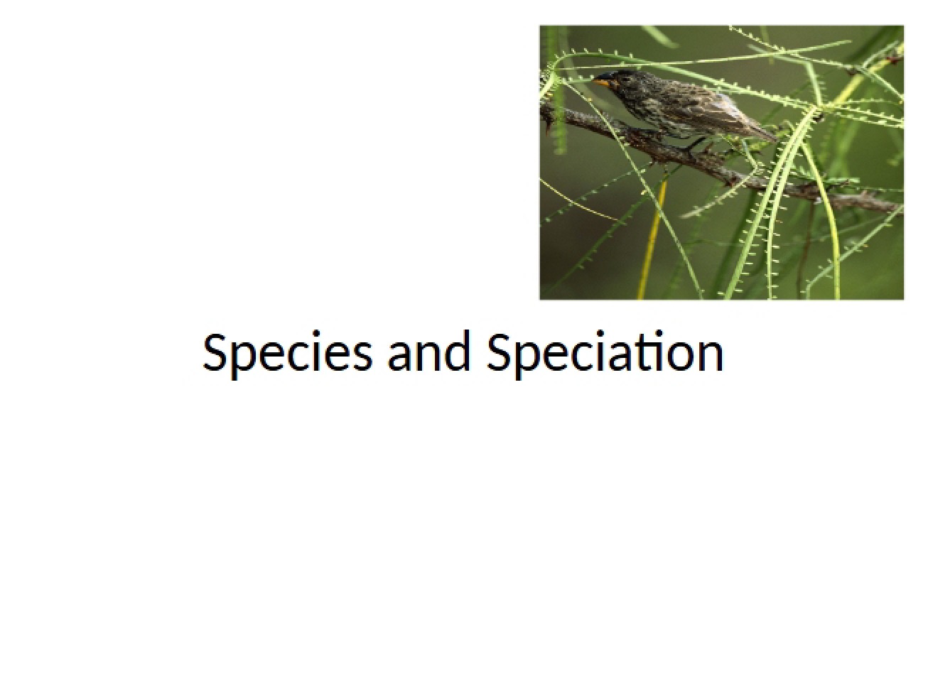 Speciation and Species - 20 Pages