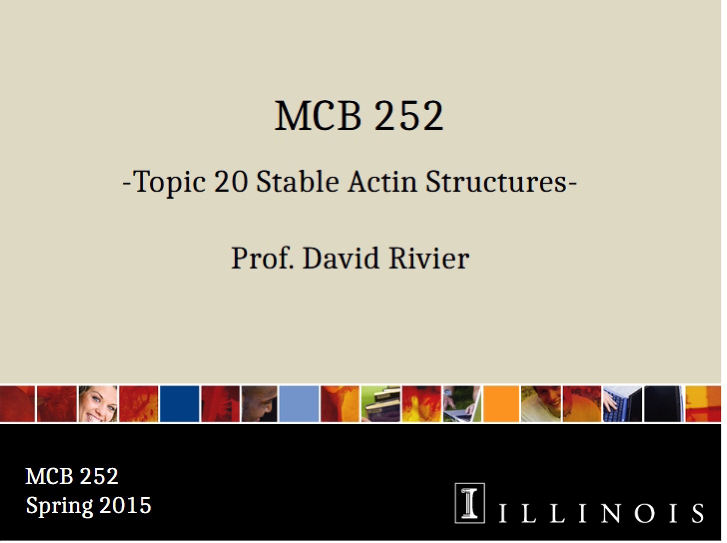 Structures of Stable Actin