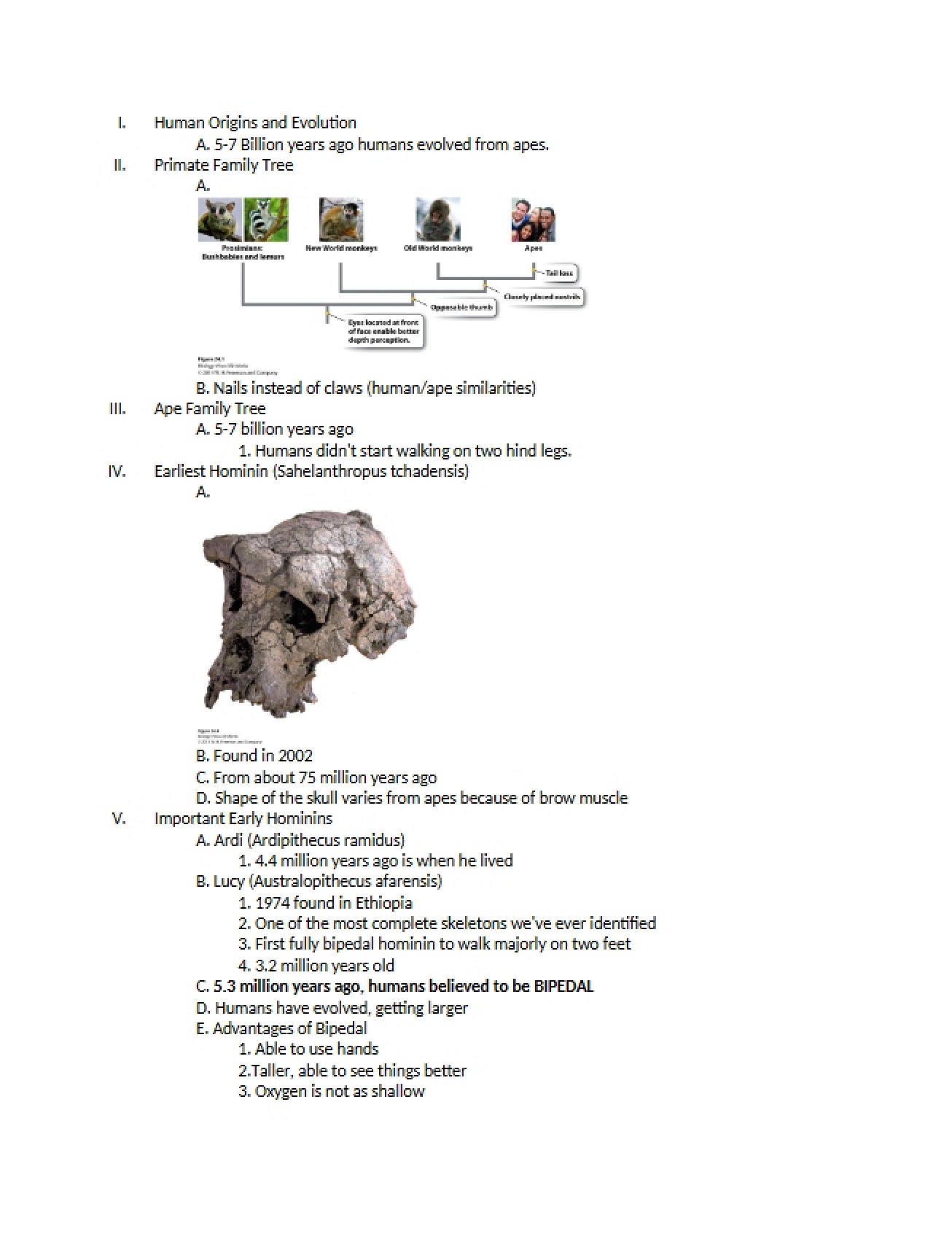 Evolution and Origins of Humans