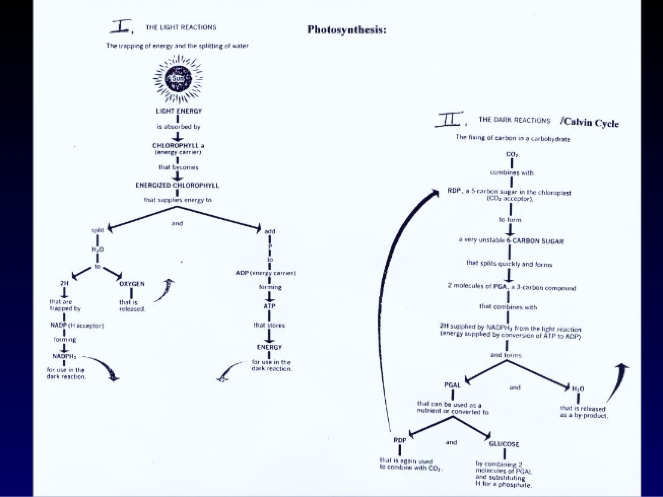 Lecture on the Light-Independent Reactions of Photosynthesis from Chapter 7