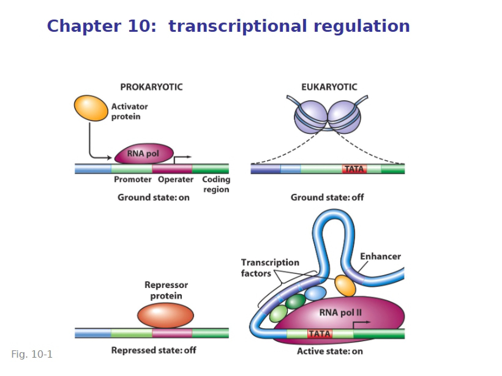 Transcriptional Regulation (Ch. 10)