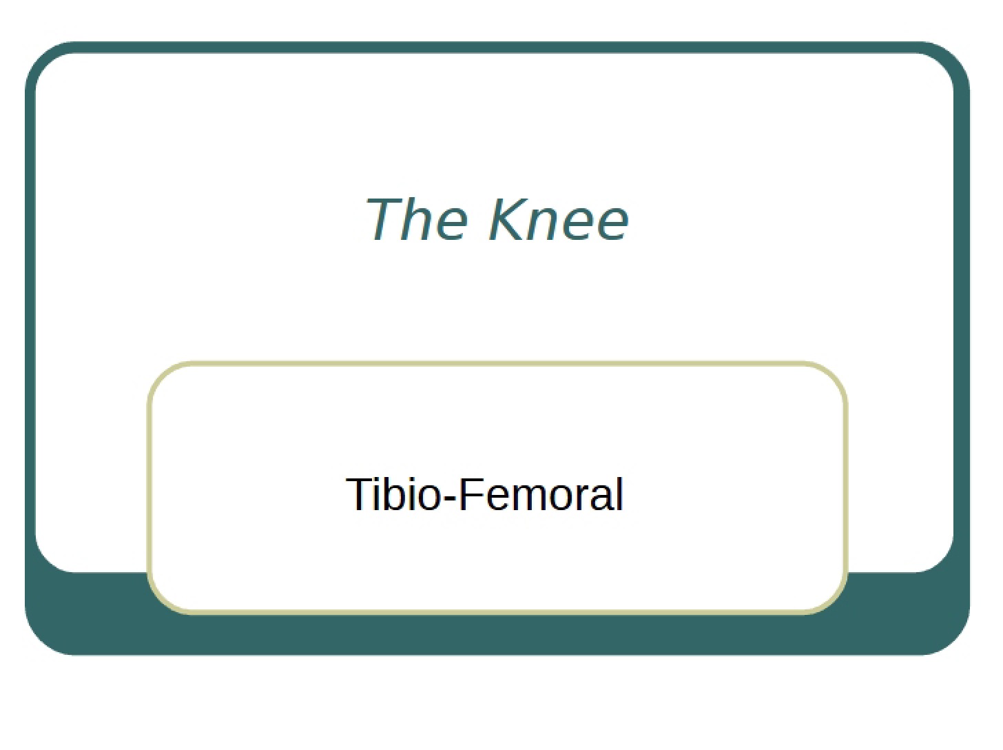 Knee Anatomy