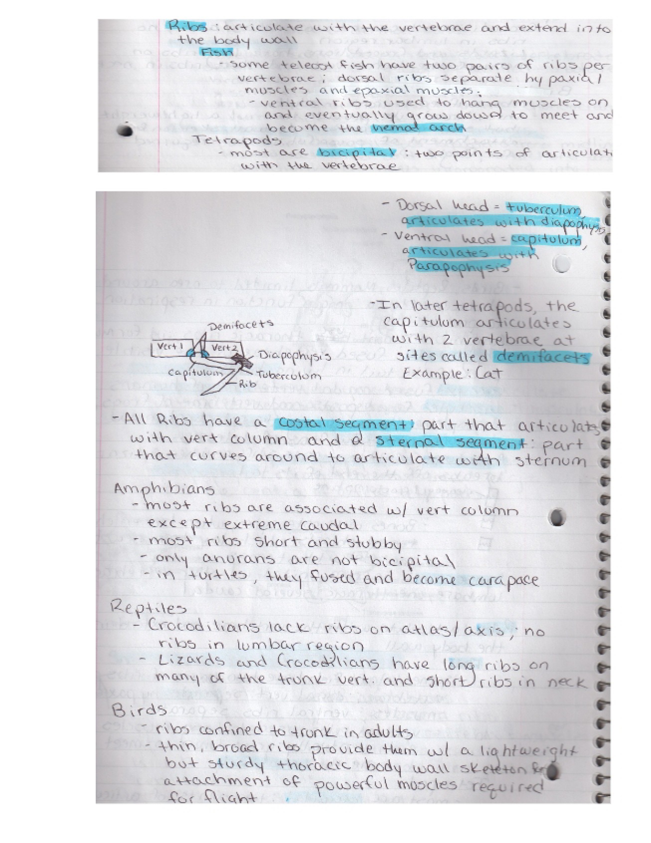 Zoology Anatomy Notes