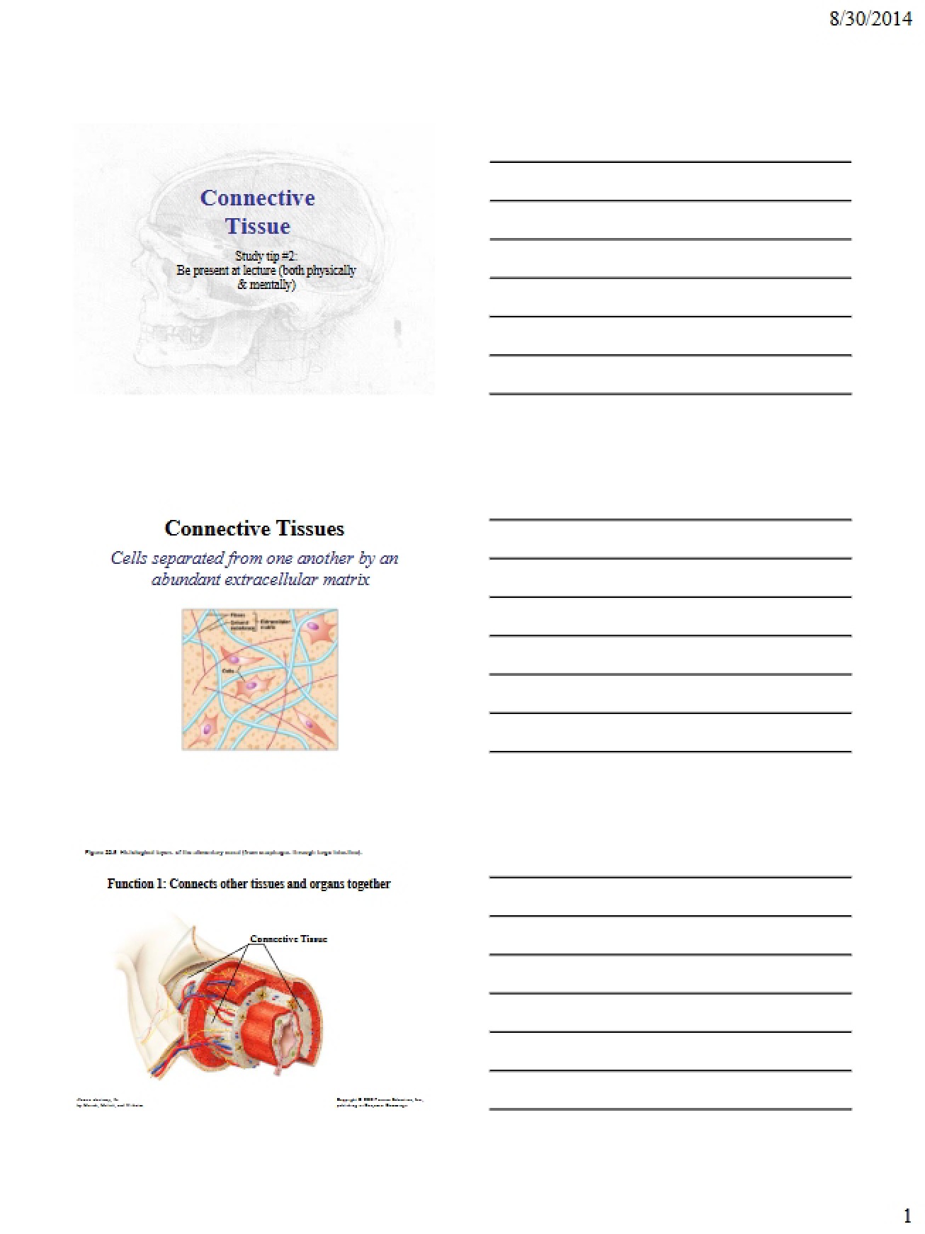 Third Lecture Connective Tissue