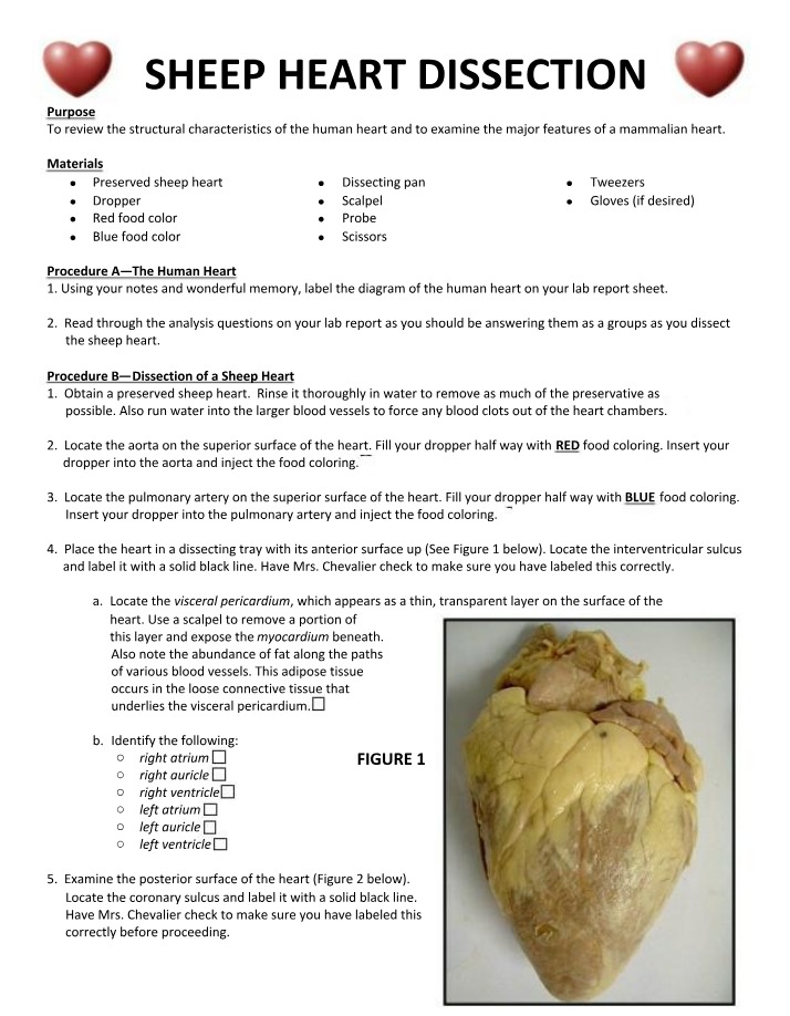 Sheep Heart Dissection - Structure and Function