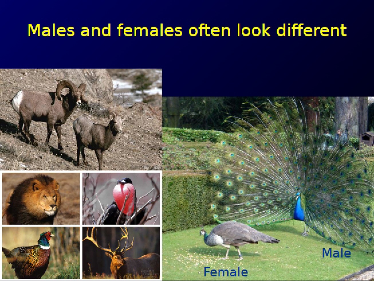 Introduction to the Concept of Sexual Dimorphism
